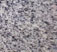 American Gray