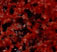 India Red